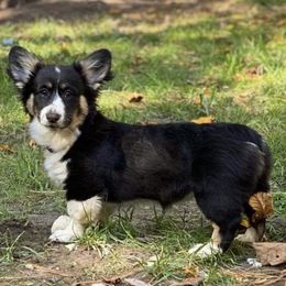 Pembroke Welsh Corgis from Bejay’s Corgis