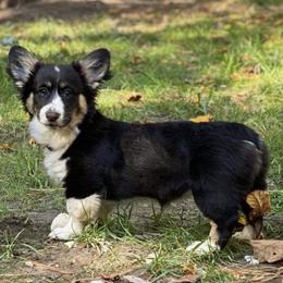 Pembroke Welsh Corgis from Bejay’s Corgis