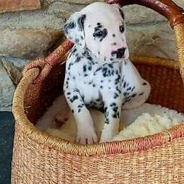 Mr. Orange - White and black male Dalmatian puppy in Troutville, Virginia from Mountain Pass Barn