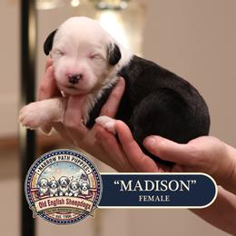 Madison - Gray and white female Old English Sheepdog puppy in Cleveland, Tennessee from Narrow Path Old English & Sheepadoodles