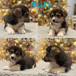 Blitz - Black and tan male Pembroke Welsh Corgi puppy in Raymond, Illinois from Thomas Acres
