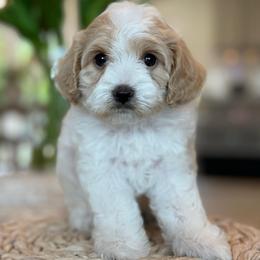 Salami - White male Cavapoo puppy in Yuciapa, California from AlltheDoodlez_