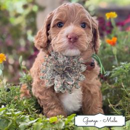 George - Caramel male Australian Labradoodle puppy in Citrus Heights, California from Elite Blend Labradoodles