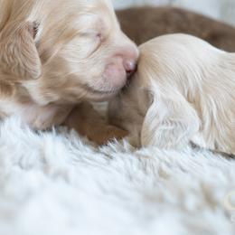 Dachshund Puppies from CTX Doxies