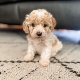 Snap - Blenheim female Cavapoo puppy in Saint George, Utah from Fitzdoodles