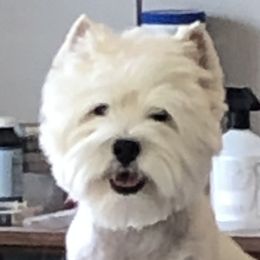 Colby - West Highland White Terrier