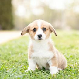 Pink Collar- Winnie - Sable female Pembroke Welsh Corgi puppy in Waverly Hall, Georgia from 6g Ranch Corgis