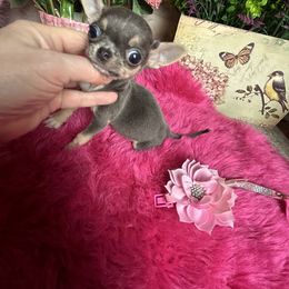 VIOLET 4850 Read and Video - Blue and tan female Chihuahua puppy in Manteca, California from Deb's Chihuahuas California