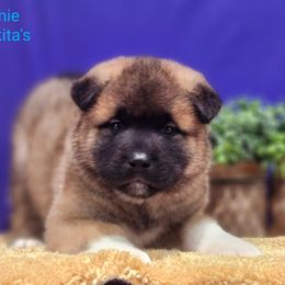 Brownie - Red male Akita puppy in Chillicothe, Missouri from TLC Akitas