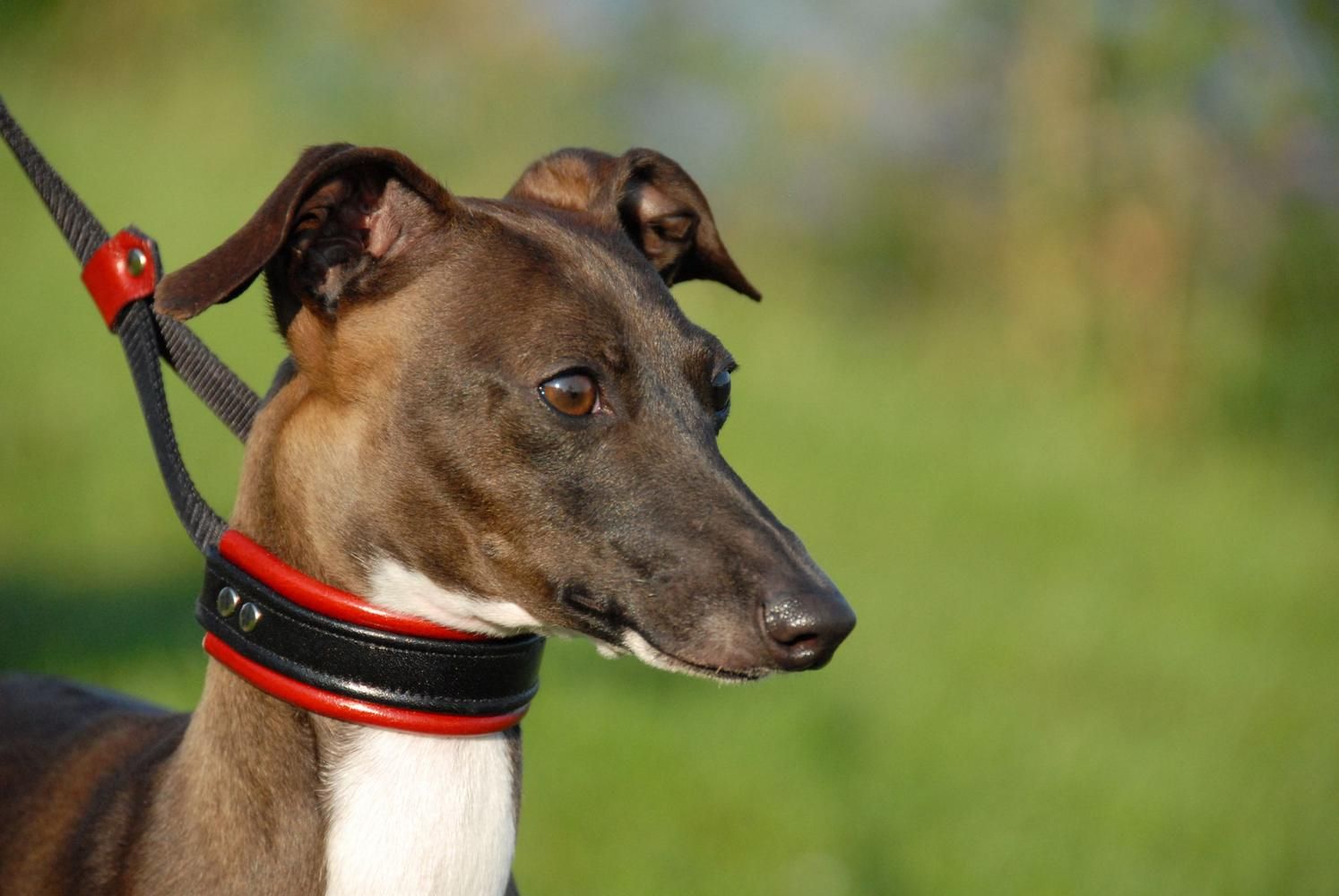 Retrato de cabeça de Galgo Italiano