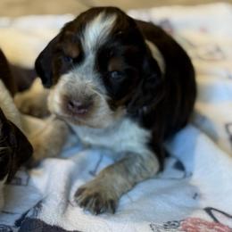 Female 3 - Tri-Roan female English Springer Spaniel puppy in Fairfield, California from Goldridge Springers