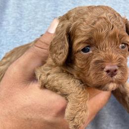 Aspen (White collar girl) - Red female Cavapoo puppy in Eagle Mountain, Utah from Liberty Farms Puppies