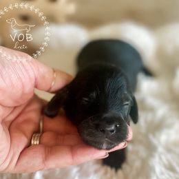 Gingerbread - Black and tan male Dachshund puppy in Sioux Rapids, Iowa from VOB Doxie