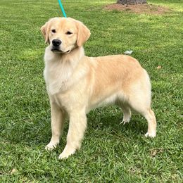 Chloe - Golden Retriever
