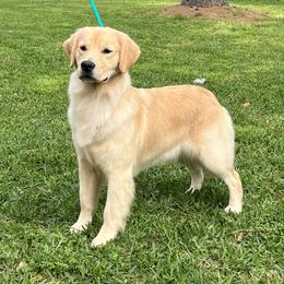 Chloe - Golden Retriever
