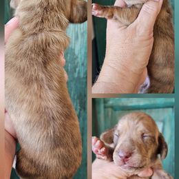 Stuffing - Brindle female Dachshund puppy in El Paso, Texas from Mells Weenies