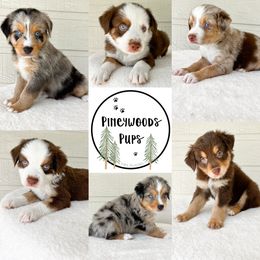 Miniature Australian Shepherd and Toy Australian Shepherd Puppies from Pineywoods Pups