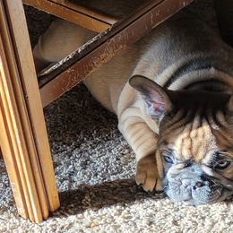 French Bulldog Puppies from 4 Leaf Frenchies