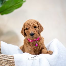 Goldendoodle Puppies from Herrera Family