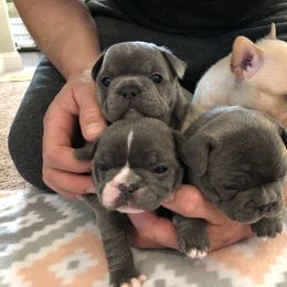 French Bulldog Puppies from Roughneck Frenchies