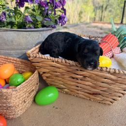 Goofy - Black tri-color male Aussiedoodle puppy in Tryon, North Carolina from Melrose Mountain Farm
