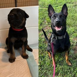 Pantera - Black female Belgian Malinois puppy in Dewy Rose, Georgia from Rolling G Kennels