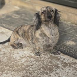Wrenley - Dachshund
