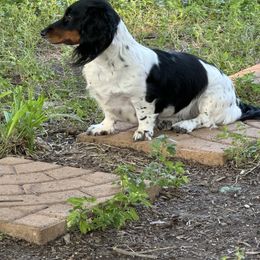 Dot - Dachshund