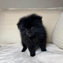 Gravy - Black female Pomeranian puppy in Newport News, Virginia from Nel’s Pomeranians