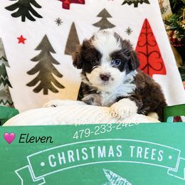 Eleven - Brown and white female Aussiedoodle puppy in Sulphur Bluff, Texas from V6 Ranch Dogs