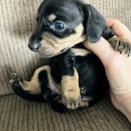 Emma - Black and tan female Dachshund puppy in Brave, Pennsylvania from Small Tales Farm