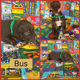 Bus - Chocolate male Catahoula Leopard Dog puppy in Forbes, Minnesota from North Country Catahoulas