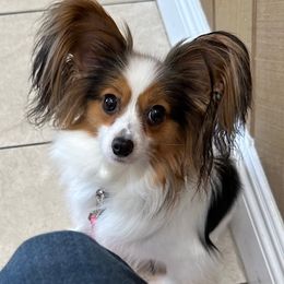 Papillon puppies from Mishmo's Shibas and Papillons