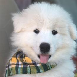 'Braveheart' (Dark green boy) - White male Samoyed puppy in Bearcreek, Montana from Morning Star Samoyeds