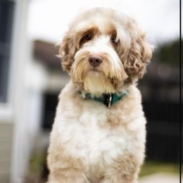 Tova - Australian Labradoodle