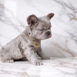 French Bulldog puppies from Velvet Fluffy Pups