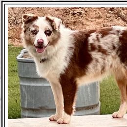 POPPY - Australian Shepherd