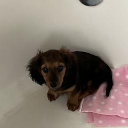 Dachshund Puppies from R&X mini dachshunds