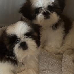 Girl 1 - Red and white female Shih Tzu puppy in Centralia, Washington from FRUFFLES SHIH TZUS