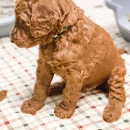 Goldendoodle Puppies from Bear Ridge Doodles