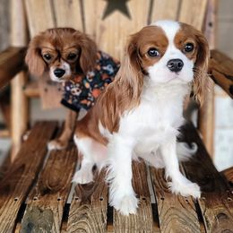 Cavalier King Charles Spaniels from Caney Mountain Cavaliers LLC
