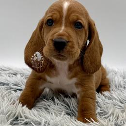 Max - Red and white male Basset Hound puppy in Dingess, West Virginia from Tuckers' Howling Hounds