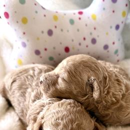 Poodle Puppies from Pet Guardian Smart Kennels, LLC