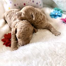 Poodle Puppies from Pet Guardian Smart Kennels, LLC