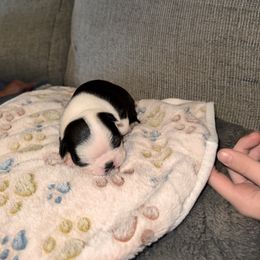 Boston Terrier Puppies from Alanna Boswell