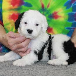 PABLO - Black and white male Portuguese Water Dog puppy in Beatrice, Nebraska from Success Portuguese Water Dogs