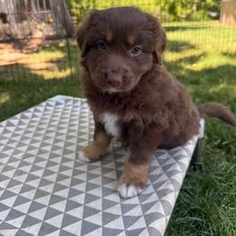 Timon - Red tri-color male Australian Shepherd puppy in Smithfield, Utah from C&C Ranch