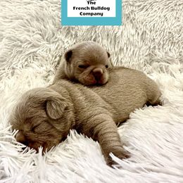 French Bulldog Puppies from The French Bulldog Company LLC