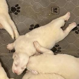 Girl 5 - White female Great Pyrenees puppy in North Fork, California from Heritage Mountain Ranch