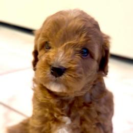 Cookie - Red female Cavapoo puppy in Liberty Hill, Texas from Cuddlebug Cavapoos of Austin